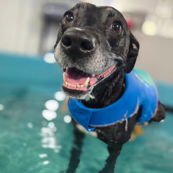 Swimathon - K9 Aquatics Las Vegas